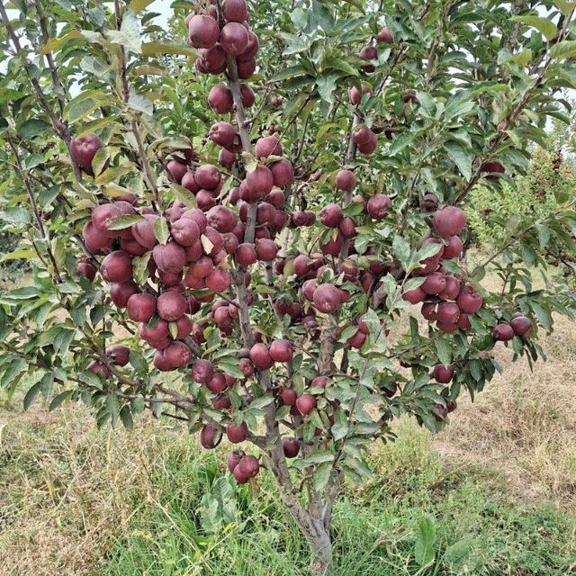 Хар хил мевали дарахтла кучатлар бор.