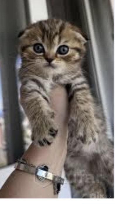 Продаётся котёнок Скоттиш фолд вислоухая