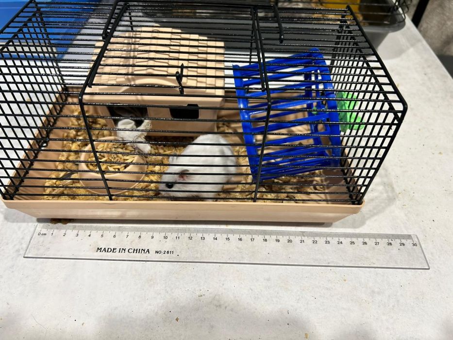 Хомячиха с клеткой