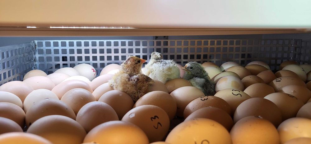 Vand pui de o zi rasa mixta