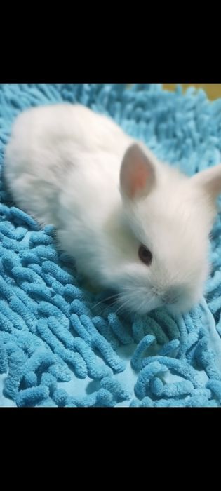 Чисто декоративные кролчата