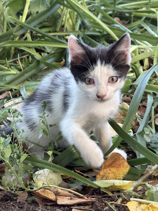 Бездомные котики