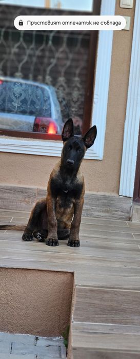 Белгийска Овчарка Малиноа