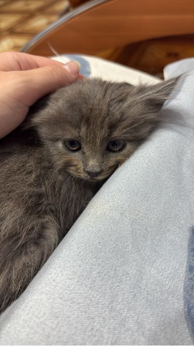 Котенок, Мейн-Кун