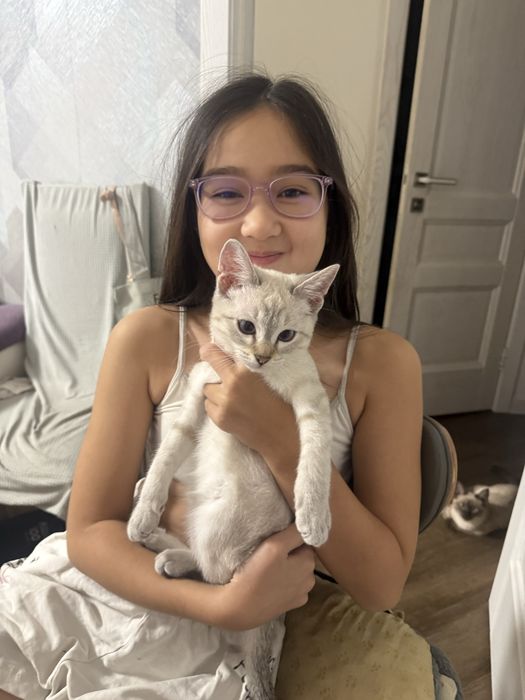 Котенок кошечка ласковая