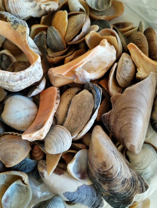 Scoici de diferite feluri