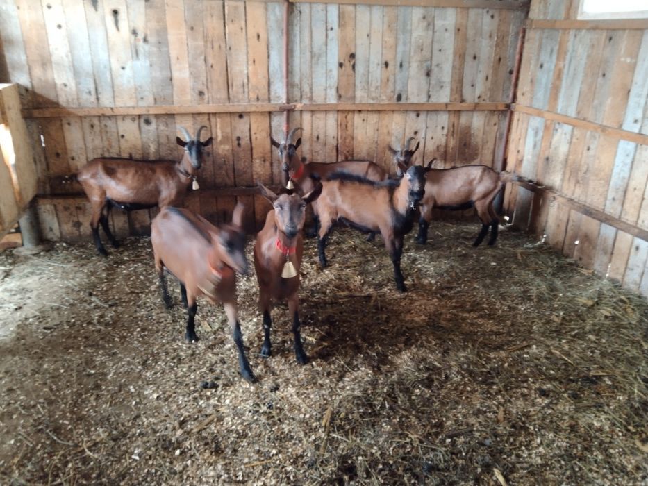 Schimb capre alpina franceza pe oi