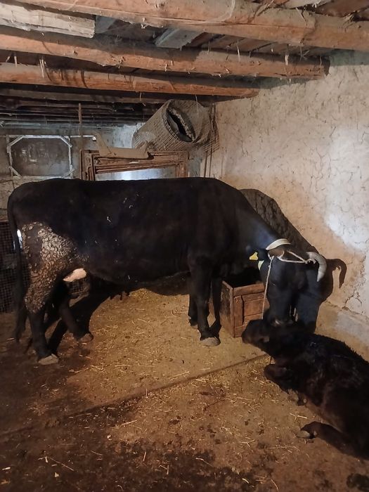 Бузаулы сиыр сатылады