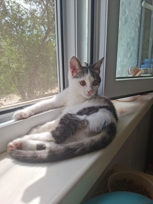 Котята девочки 4 месяца