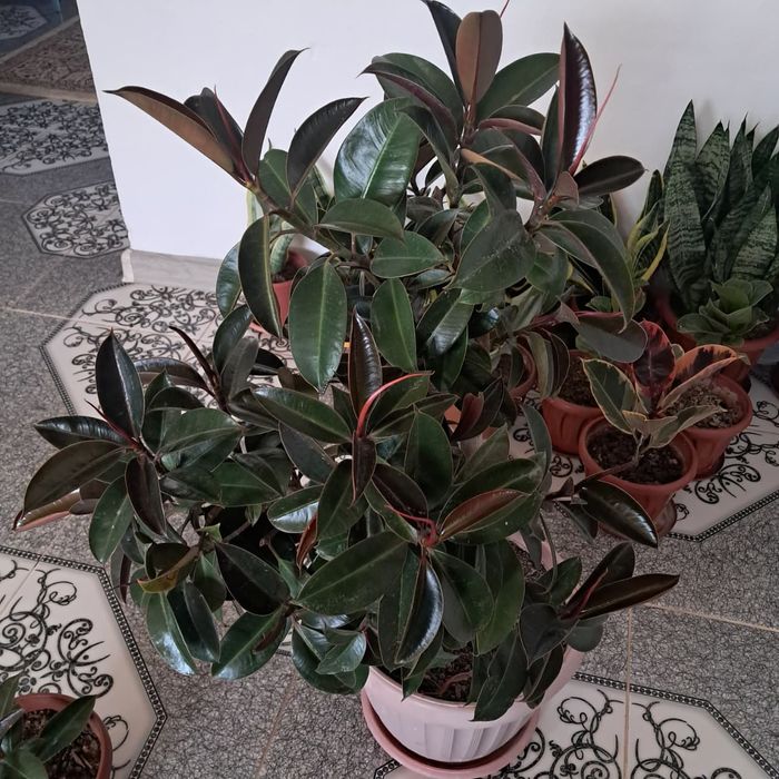 Домашние цветы Мырзакент