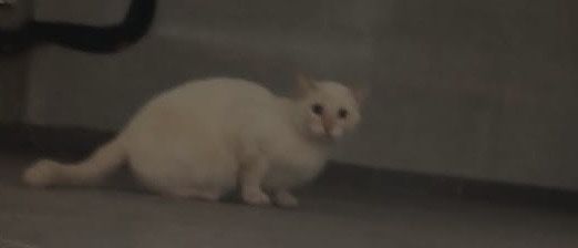 Отдам котика в добрые руки