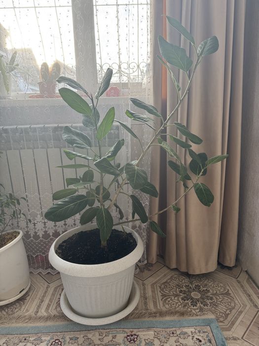 Продам комнатный фикус