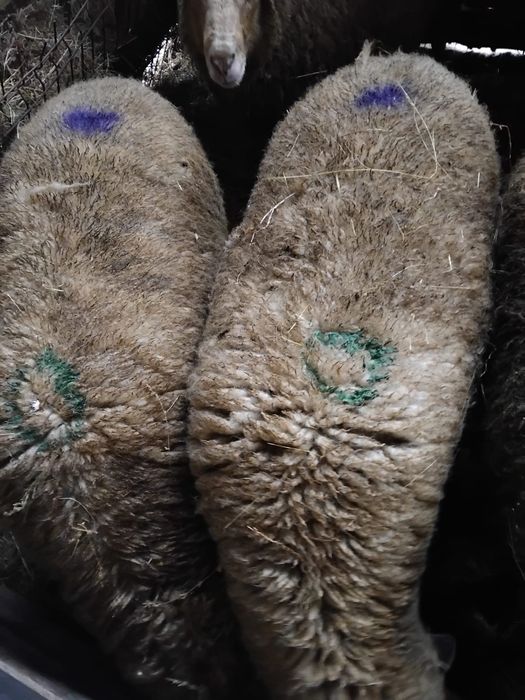 Vând oi tinere cu miei și gestante