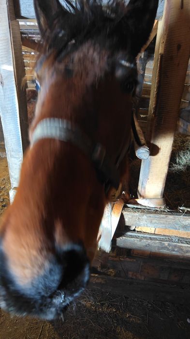 Продам  Жеребца 2 года