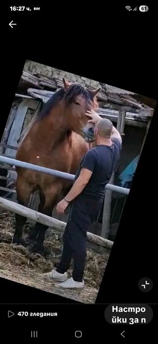 Жребец 4Годишен.цена при бартер 12000лв.