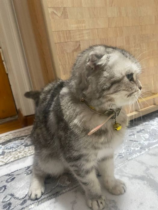 Вислоухий кошка 6 месяц