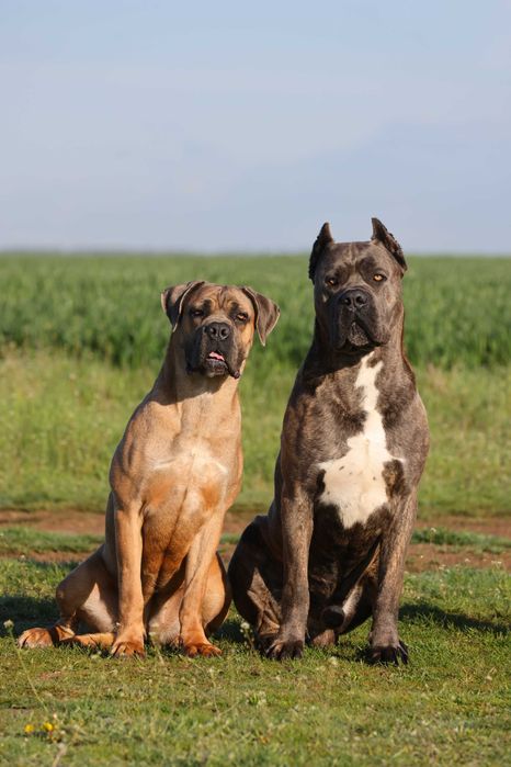 Pui Cane Corso- Pedigree FCI