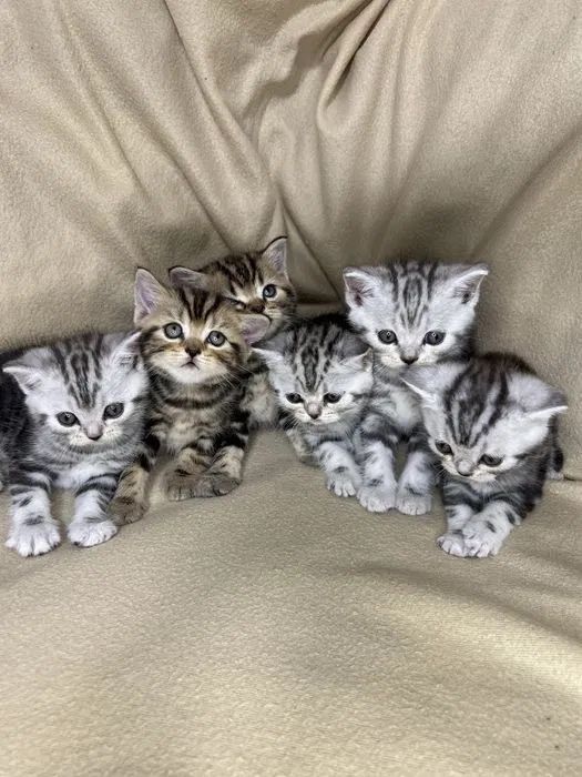 Роскошные Котята