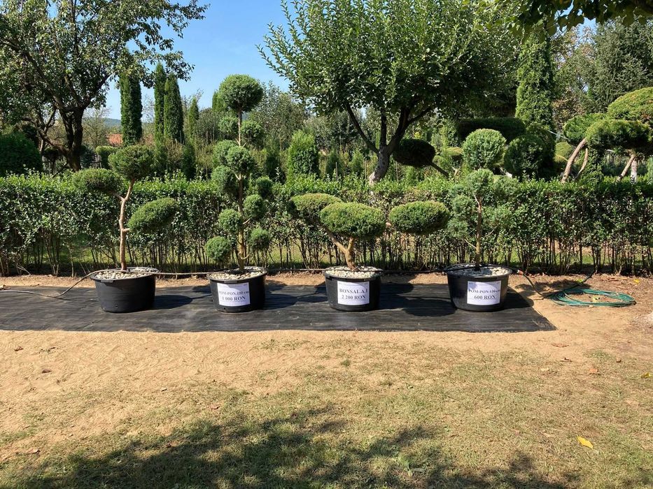 Pepiniera tuia si arbori ornamentali