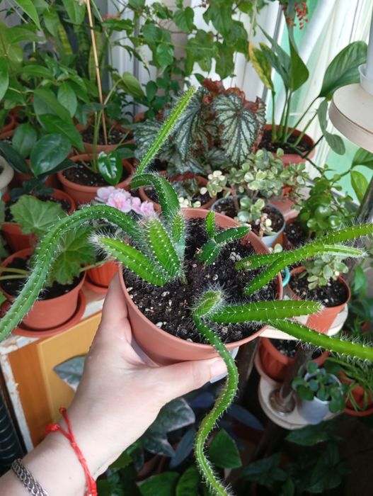 Продам цветы комнатные