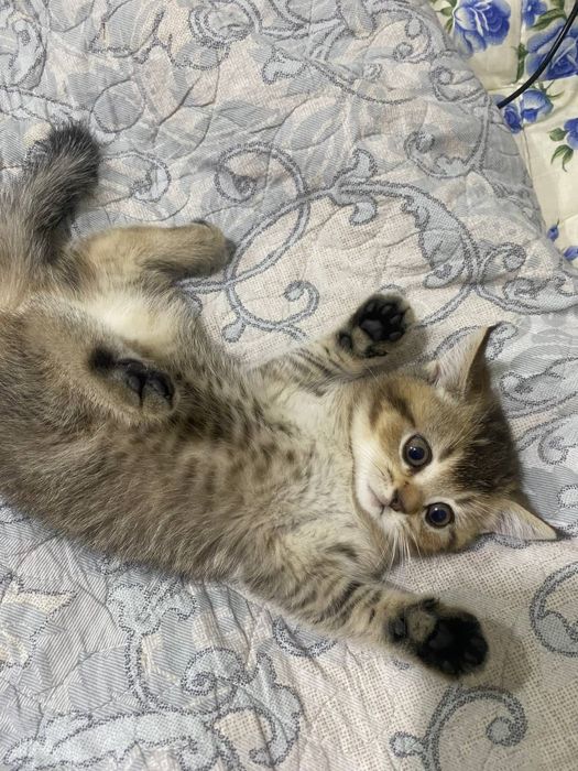 продаю котёнка скоттиш девачка