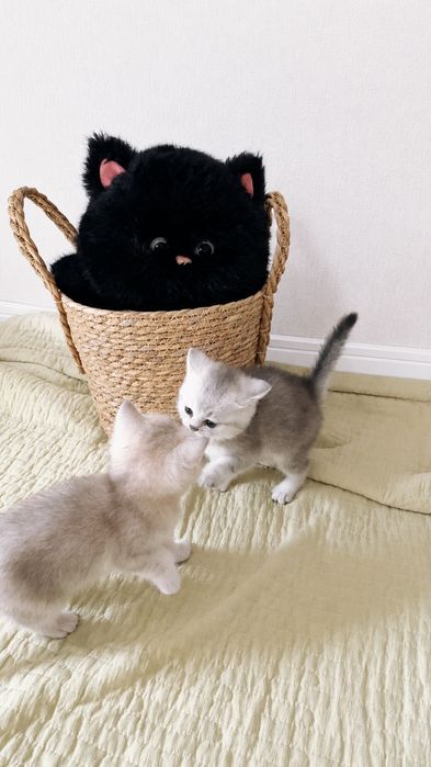 Шотландские котята