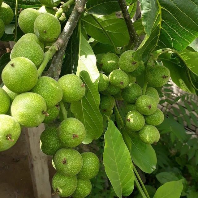 Барча турдаги  Мевали кучатлар арзон ва сифатли