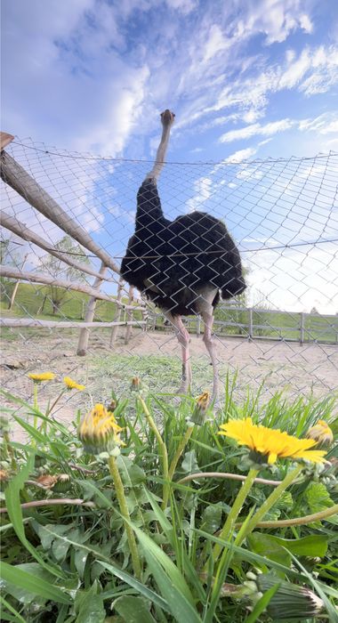 Vand struti la varsta de 5-6 ani.