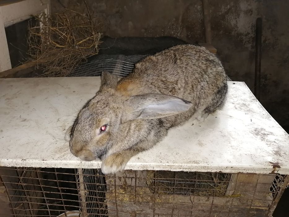 Продаю кроликов фландер