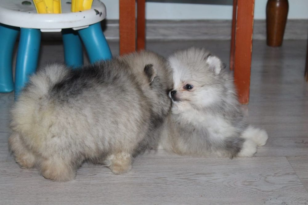 Щенки шпица с документами