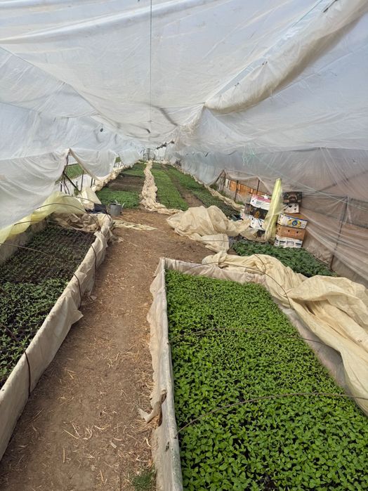 Rasad roșii, ardei, vinete…