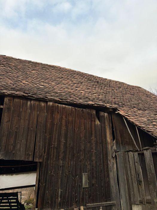 Sură din stejar masiv 1886