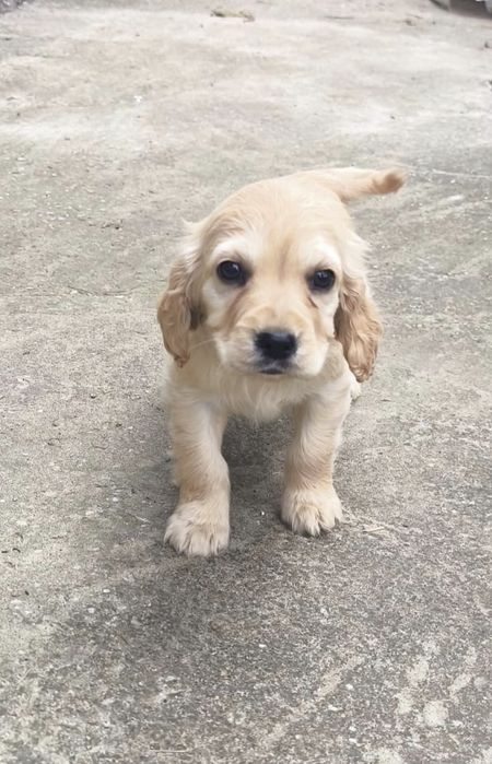 Продавам кученца кокер шпаньол