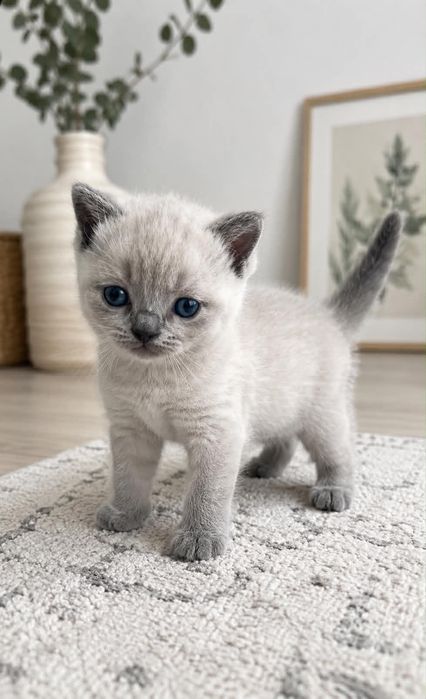 Продажби на котки
