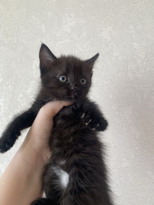 Отдам котят две девочки 1,5 месяца