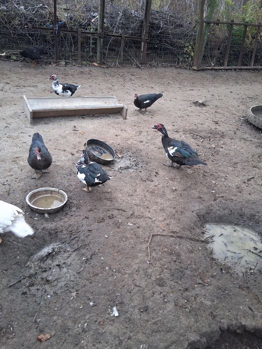 Vând rate mute de un an!