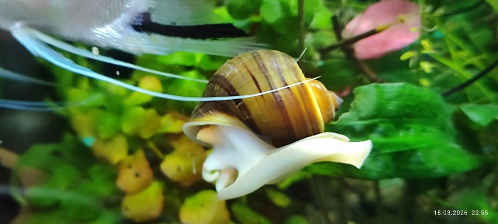 Улитки аквариумные.