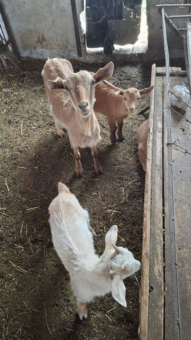 Animale domestice