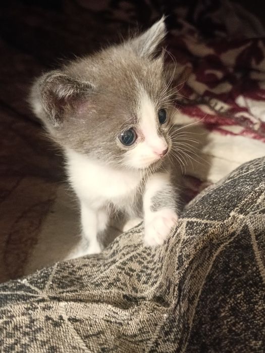 Котята в хорошие руки