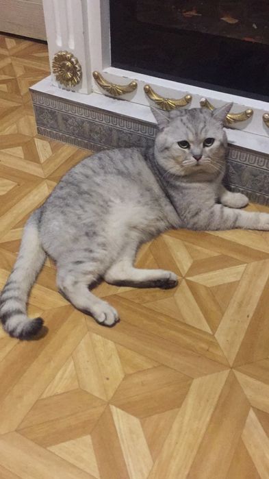 Кот на вязку британец