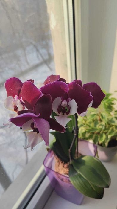 Орхидея фаленопсис Мишель.