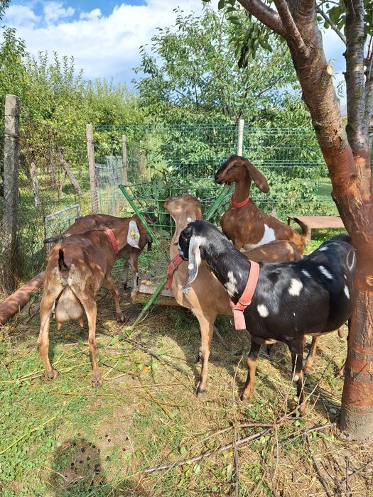 Vand Capre Anglonubiene cu Pedigree
