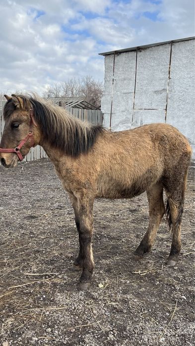 Жеребец 10 месяцев