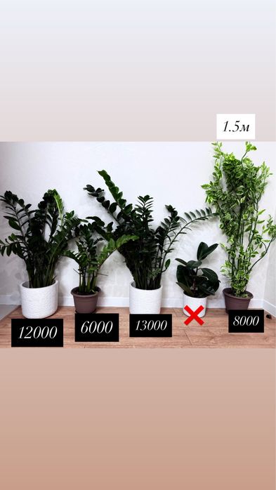 Продам комнатные цветы