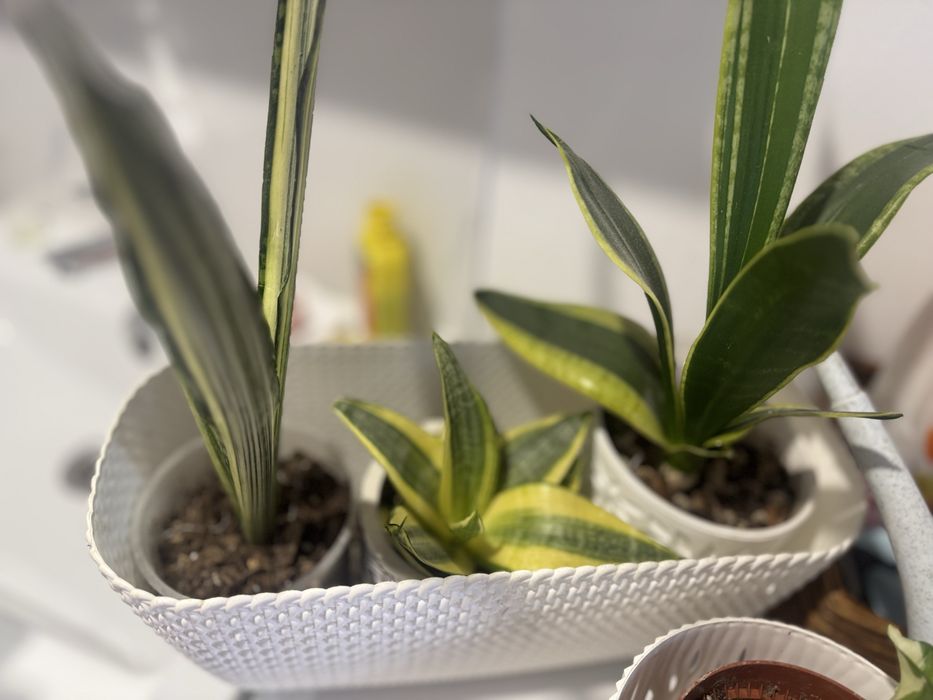 Хои алоказии по 1000 тг