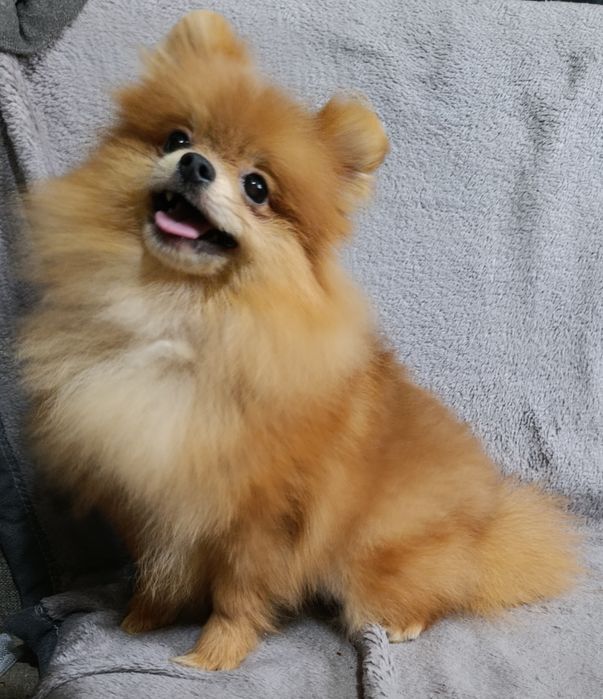 Щенки шпица мини