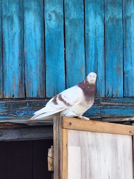 Продам голубей молодых