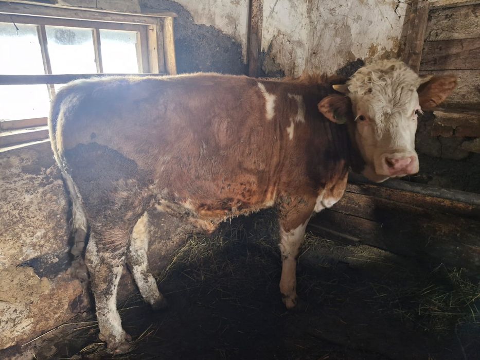 Продам быков откормленные