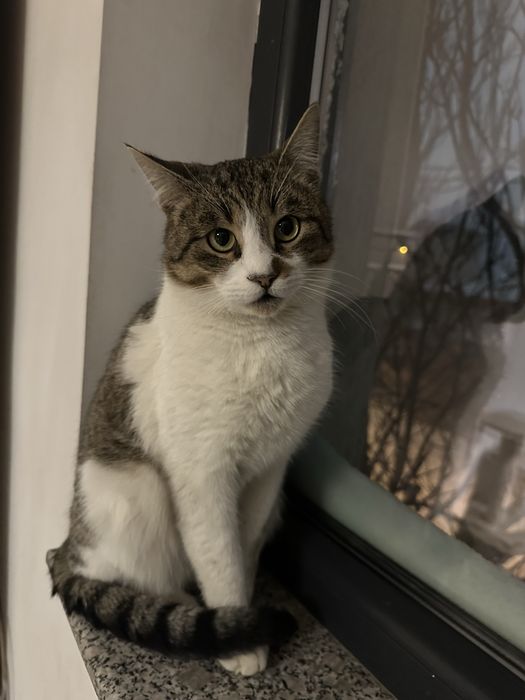 Nor isi cauta casuta