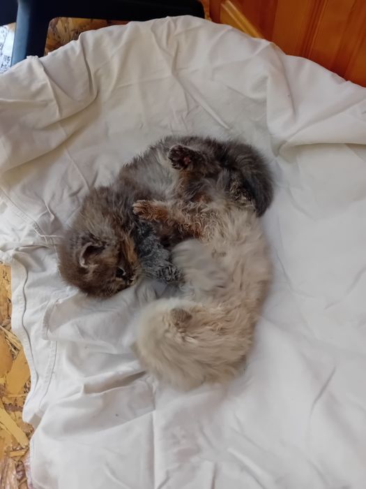 Персийски котки женски и мъжки